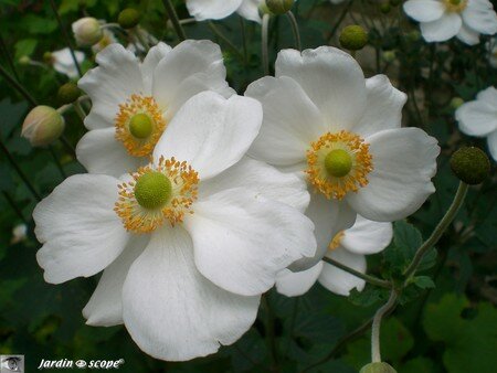 Anemone du Japon fleurs blanches