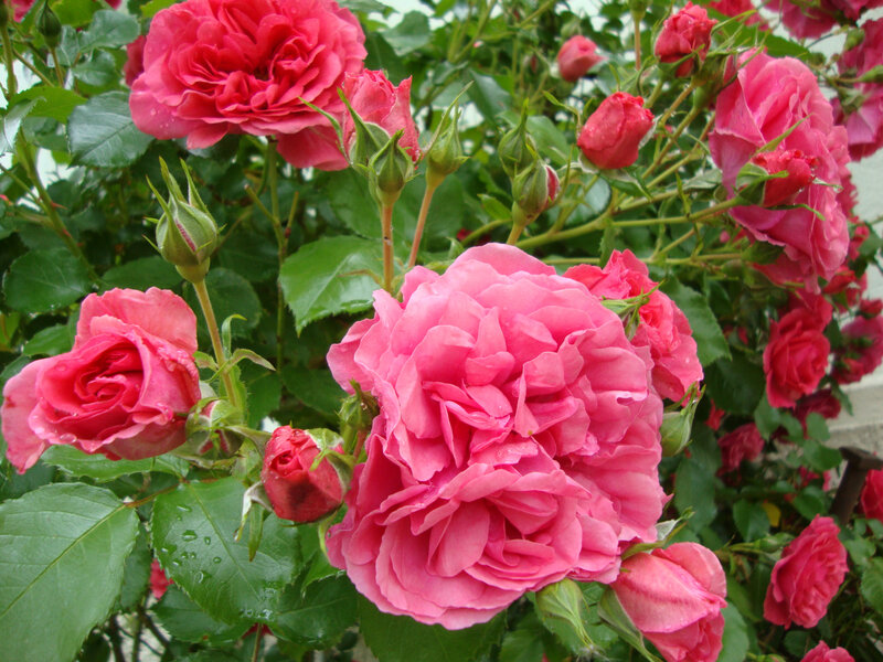 DSC06378