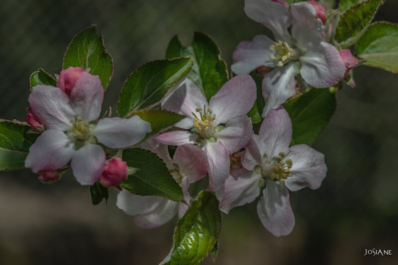 31032019-_MG_5166