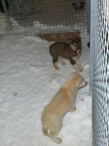 chiots