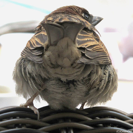 versosparrow