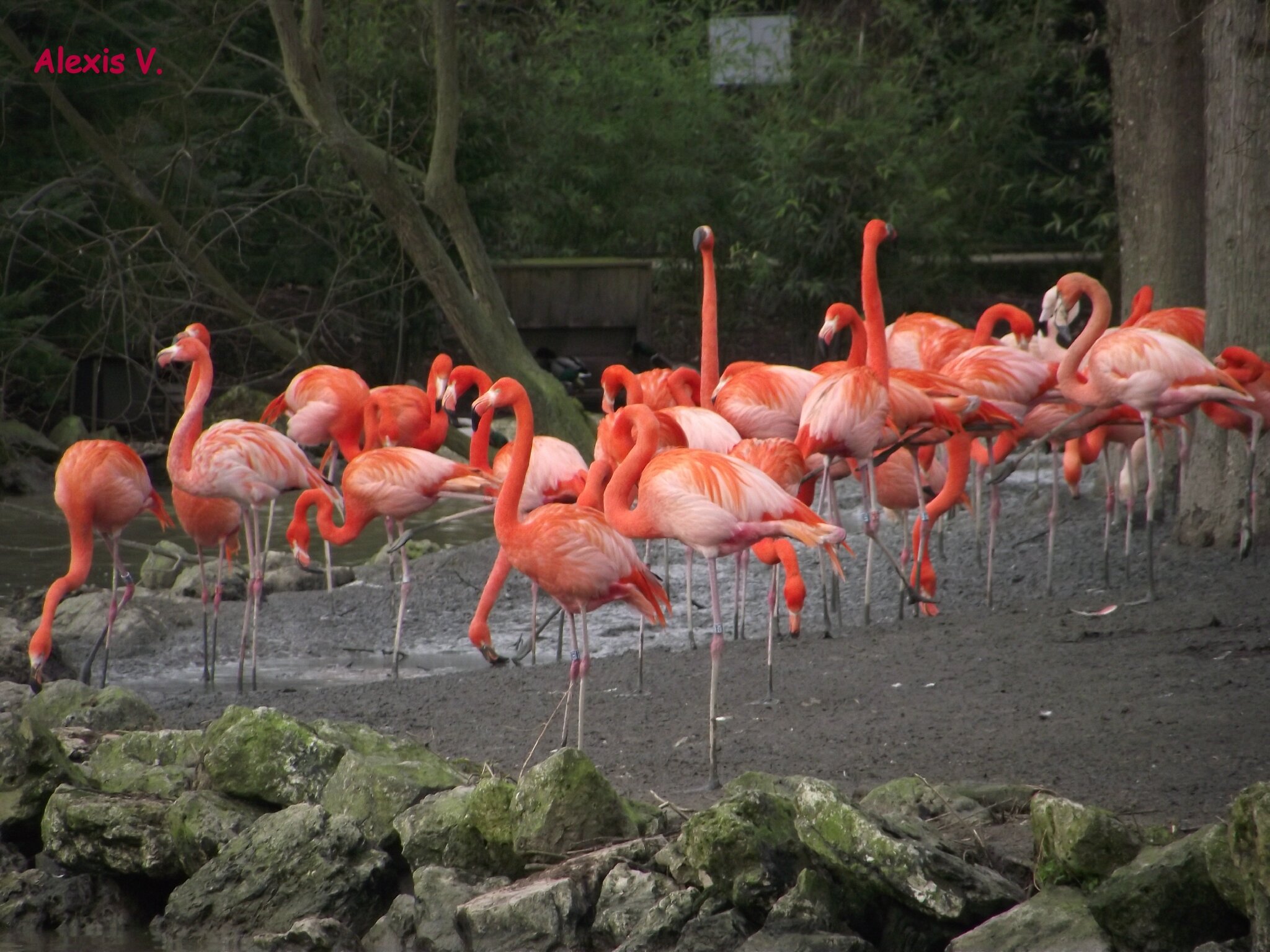 Le Flamant Rouge De Cuba Mon Blog Photo Zooparc De