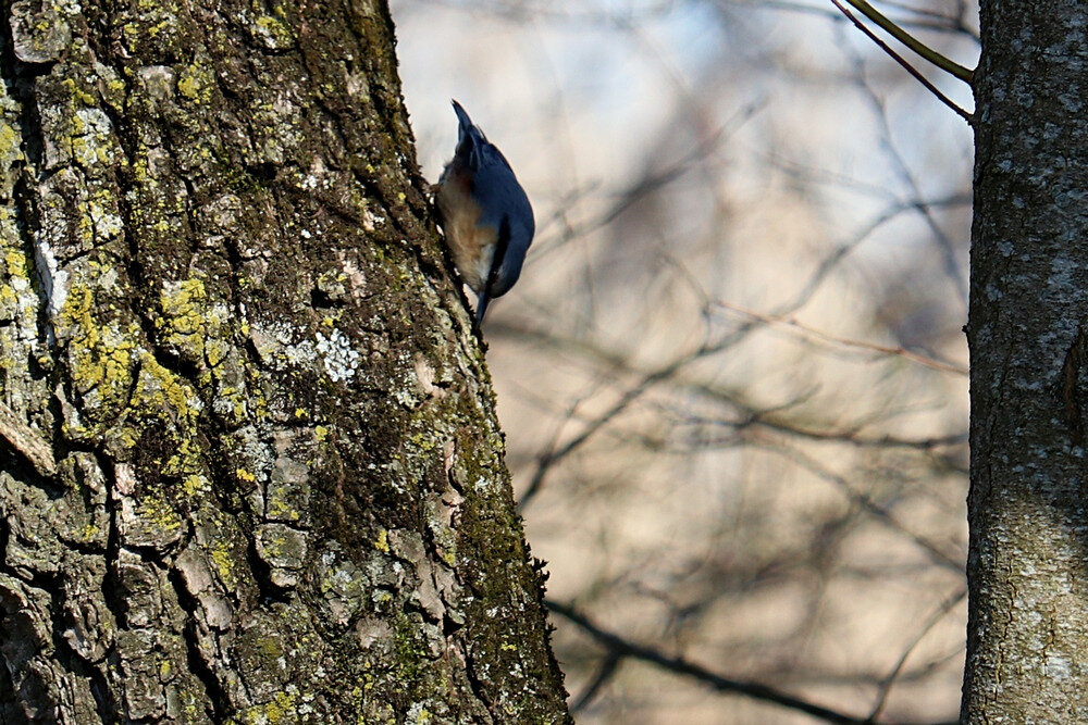 Sittelle Torchepot La Faune Au Fil Des Randos