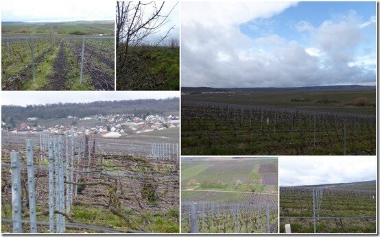 vignes 22 fevrier 2020