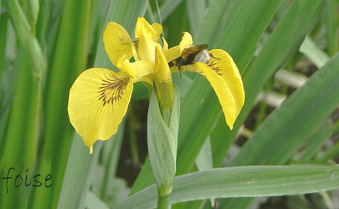 Iris des marais - Blog végétal