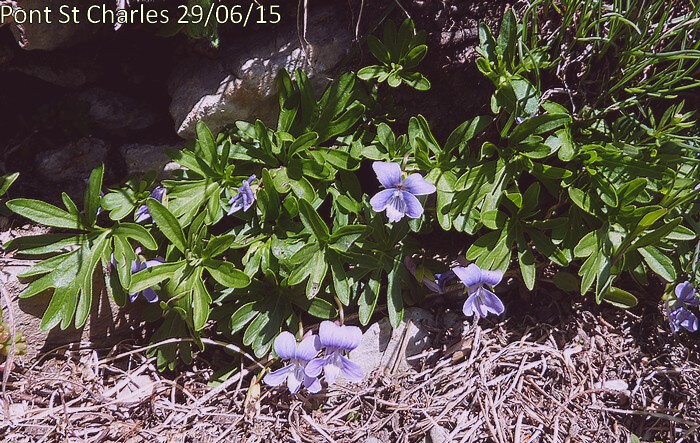 Violette à feuilles pennées - Blog végétal
