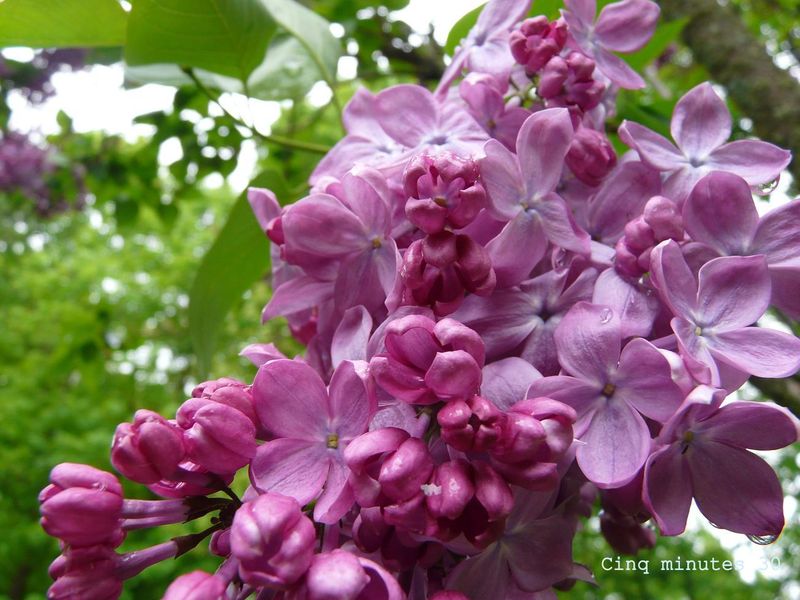 Je Toffre Ce Joli Bouquet De Fleurs Virtuel Mais De Tout