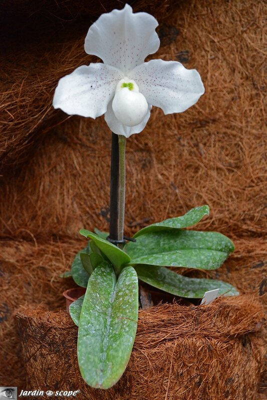 Orchidée-325
