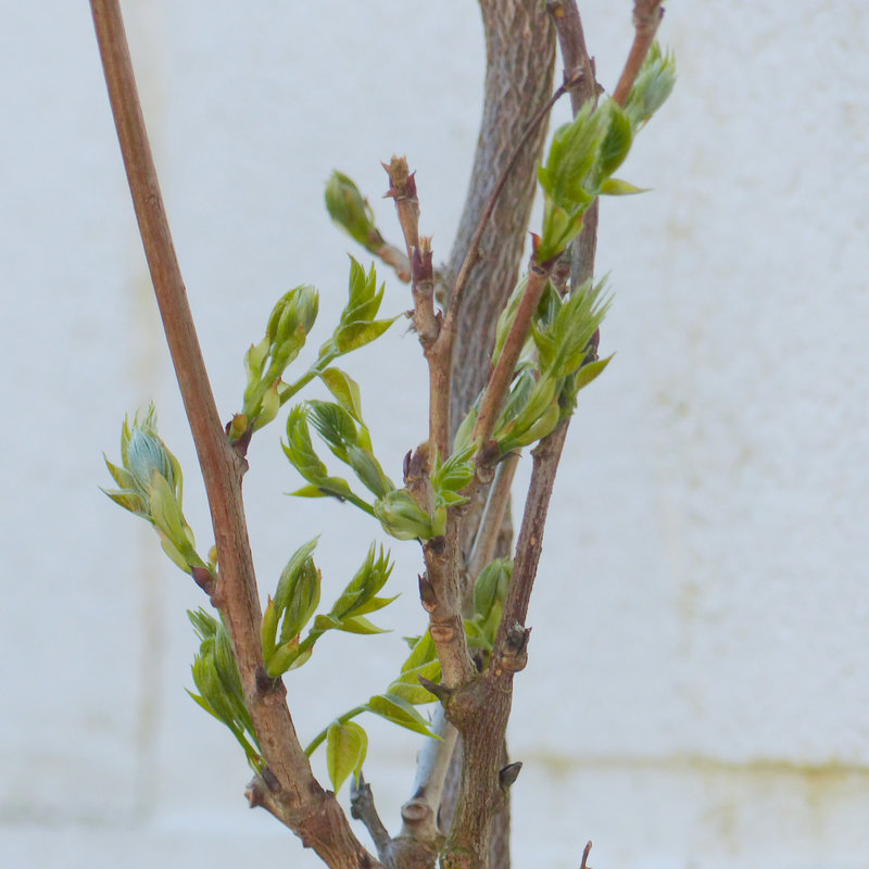 MON JARDIN-006
