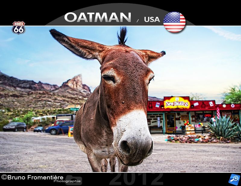 Donkey 800