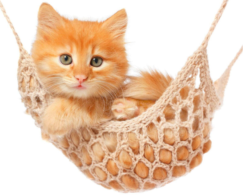 chat-heureux-entretien-article