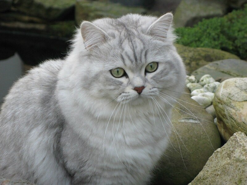 chat adulte mantes la jolie chat adulte mantes la jolie