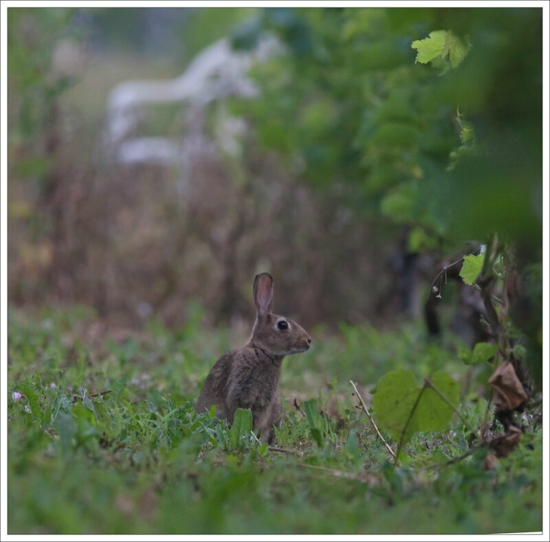plaine lapin chaise matin 180714 3