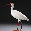 Ibis blanc, ibis rouge & ibis chauve du cap