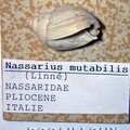 NASSARIUS MUTABILIS ITALIE