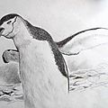 Le cri du manchot dessin Ghislaine Letourneur - The shout of the one-armed person(penguin) - Dessin animaux sauvages - Desene