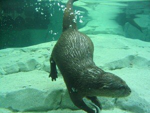 Loutre_2