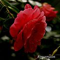 DSC07795