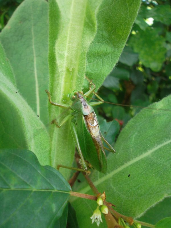 La Grande Sauterelle Verte La Renarde Des Alpes