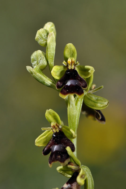 _DSC0449_Ophrys_aymoninii_2