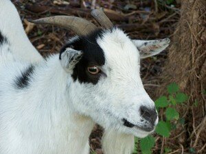 St_Nolff_chevre_07