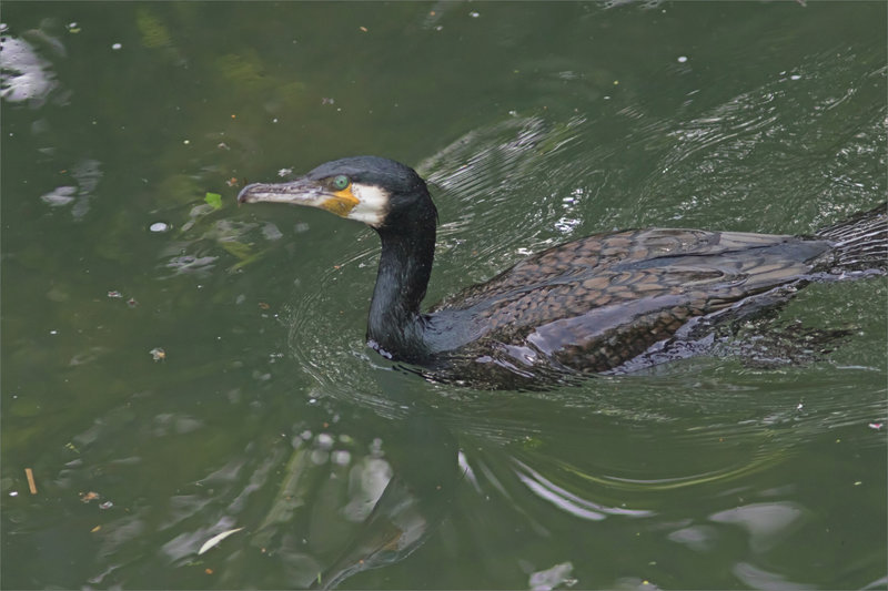 Oiseau cormoran 4 070521