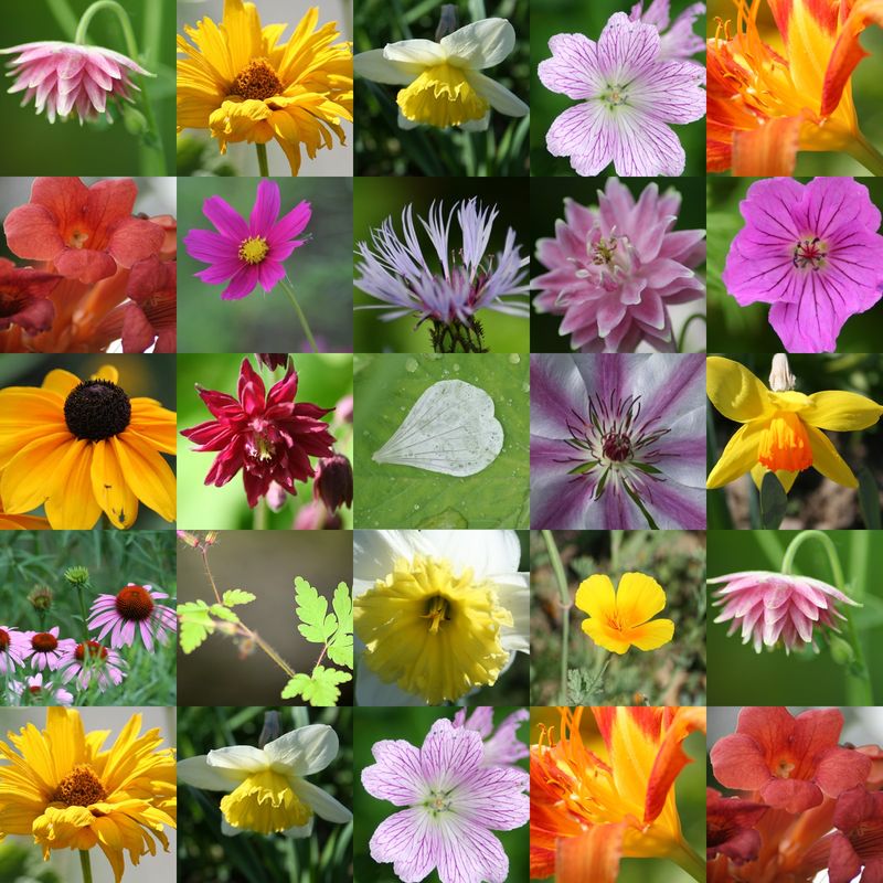 Un Bouquet De Fleurs Des Champs Pour Dire Bonne Fête Maman