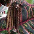 Chenilles de Caligo eurilochus • Brassolidae • Costa Rica