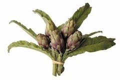 artichaut violet 2 artichaut violet 2