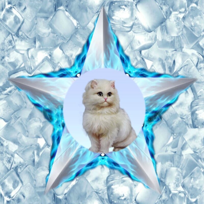 des cartes de voeux avec chats, carte doubles avec enveloppes des cartes de voeux avec chats, carte doubles avec enveloppes