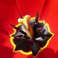 Tulipe
