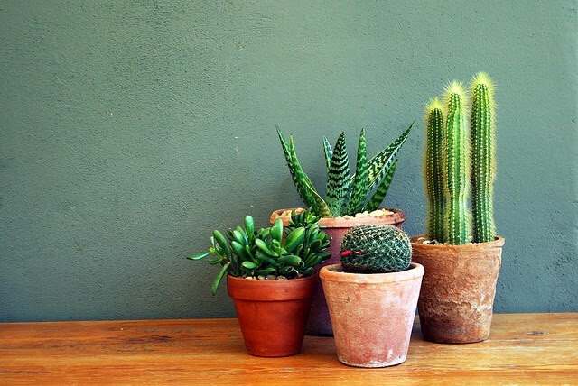 Cactus Madame decore BRenardmarot