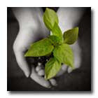 rituel_magie_blanche_plante
