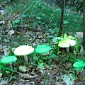 IMG_1743-35