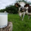 Quels sont les effets du lait sur la santé ?