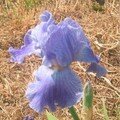 Menphis Blues