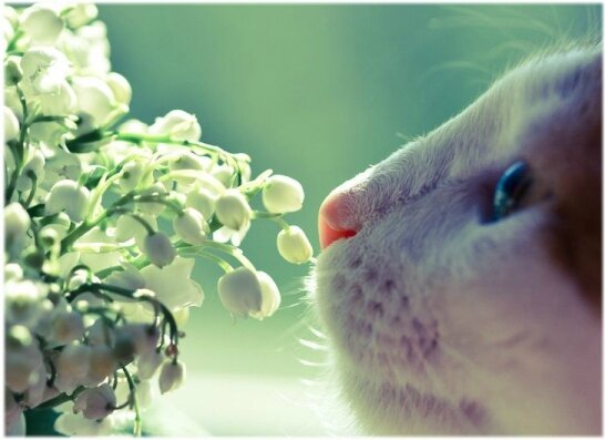 muguet (1)