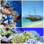 dolphin safari lodge2