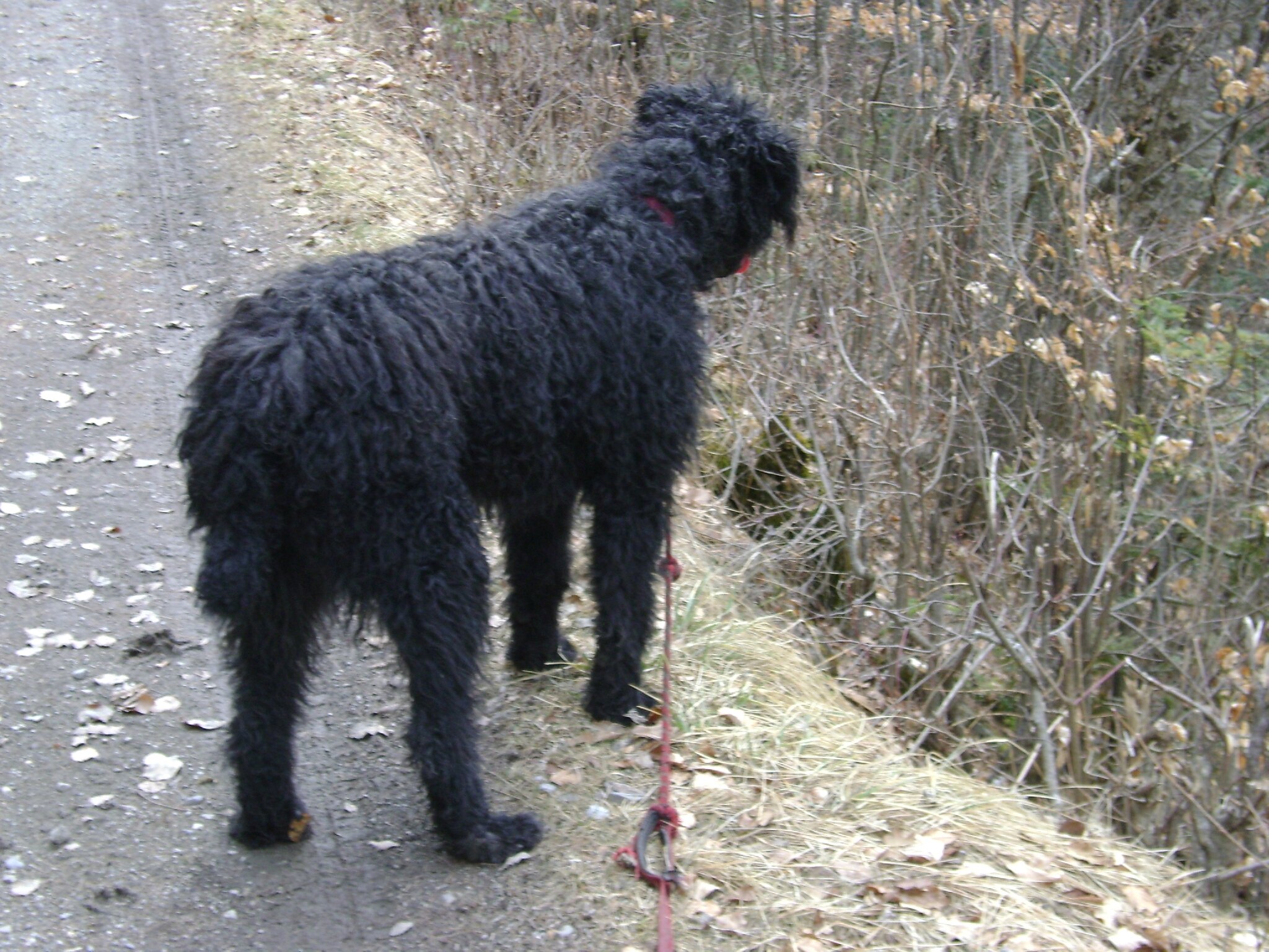 Rassemblement Du Chien Berger De Crau La Ferme à Nouky