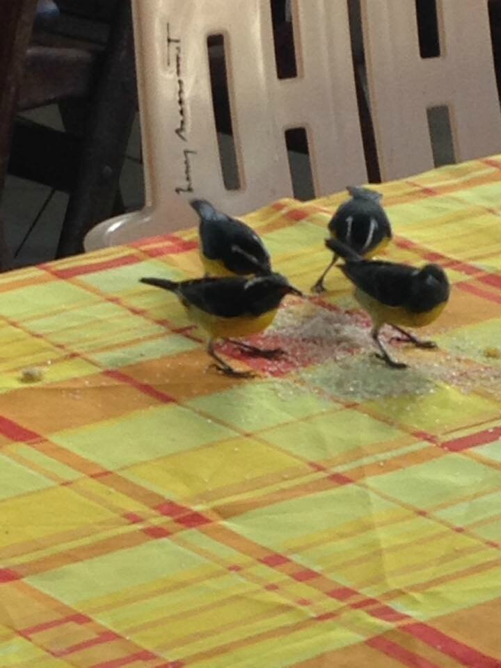 La Grande Parade Des Oiseaux De Guadeloupe Les Animaux Ont