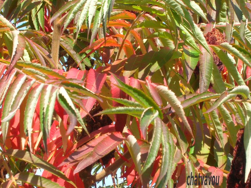 Le sumac  de  Virginie  chalut