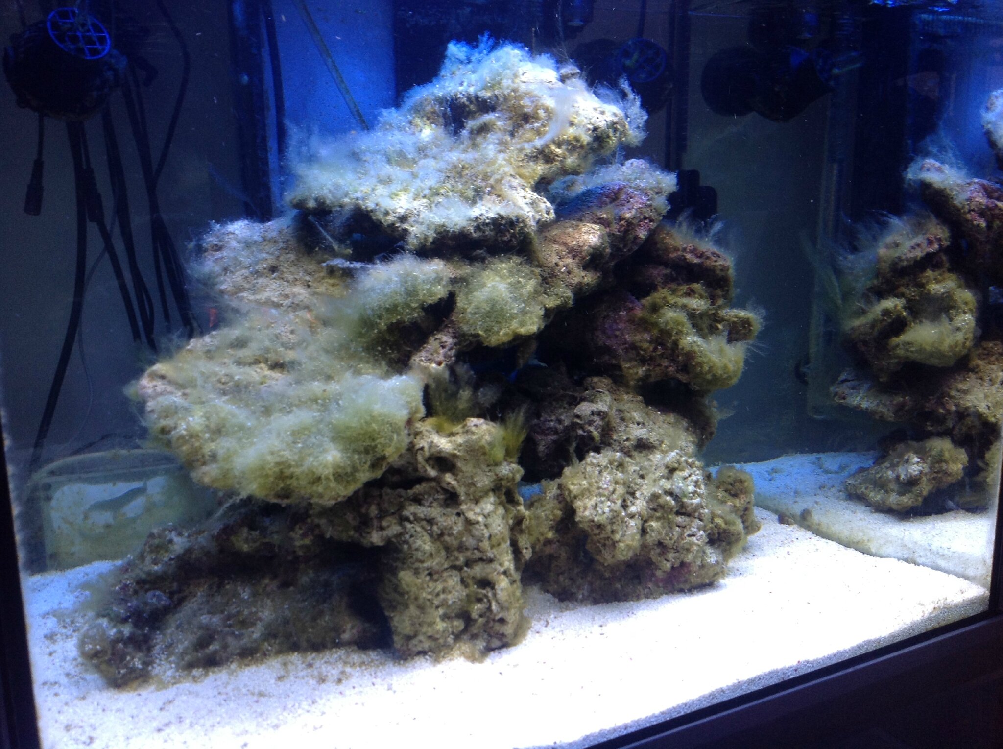 Yann Reef - Aquarium récifal