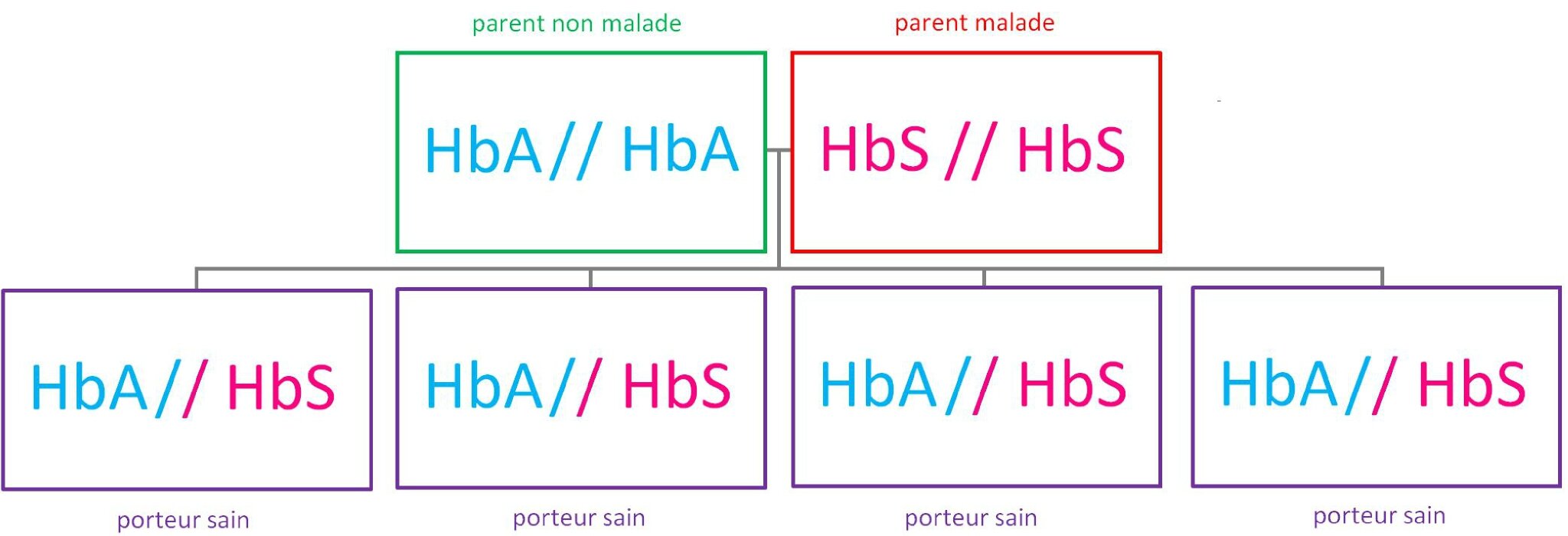 Comment Être Atteint Par La Maladie ? - Sensibilisation Au Dépistage  Néo-Natal De La Drépanocytose En France