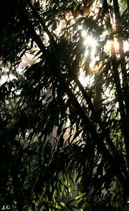 IMG_6469