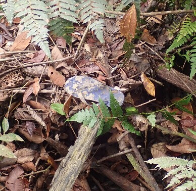 Initiation Au Rituel Chamanique Fromage Et Velocite fromage et velocite canalblog