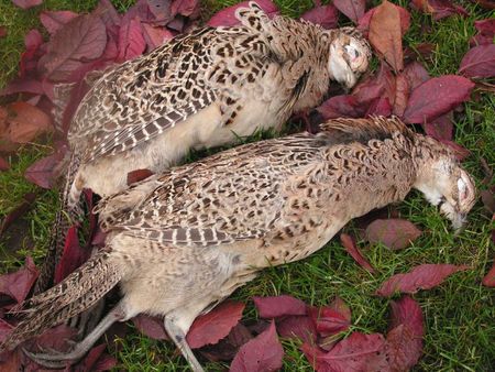 gibier - poules faisanes - chasse du 28 11 2011 à Crouy sur Cosson (1)