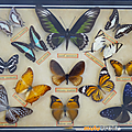 Collection ... papillon naturalisé * 13 papillons 