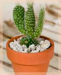 naturo cactus cierge