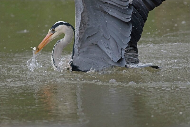 Ville oiseau heron peche matin 170218 ym 2 7