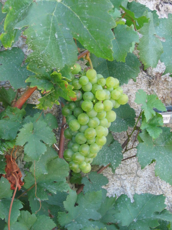 Valmer Voici des fruits, des fleurs, des feuilles et des branches La douce et piquante Valmer Voici des fruits, des fleurs, des feuilles et des branches La douce et piquante